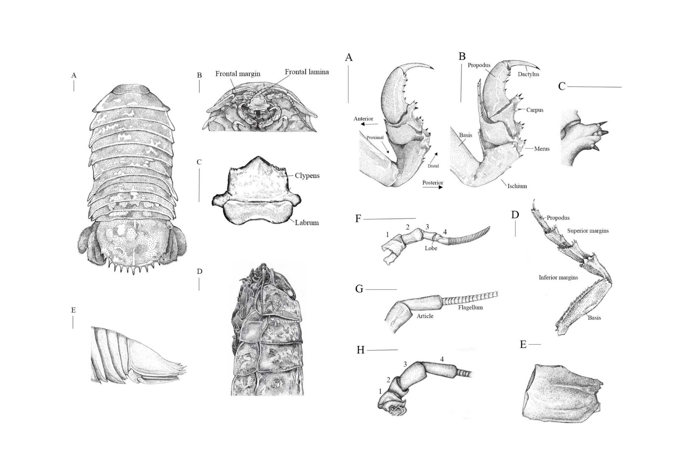 Morphological features of the newly described species Bathynomus xishaensis